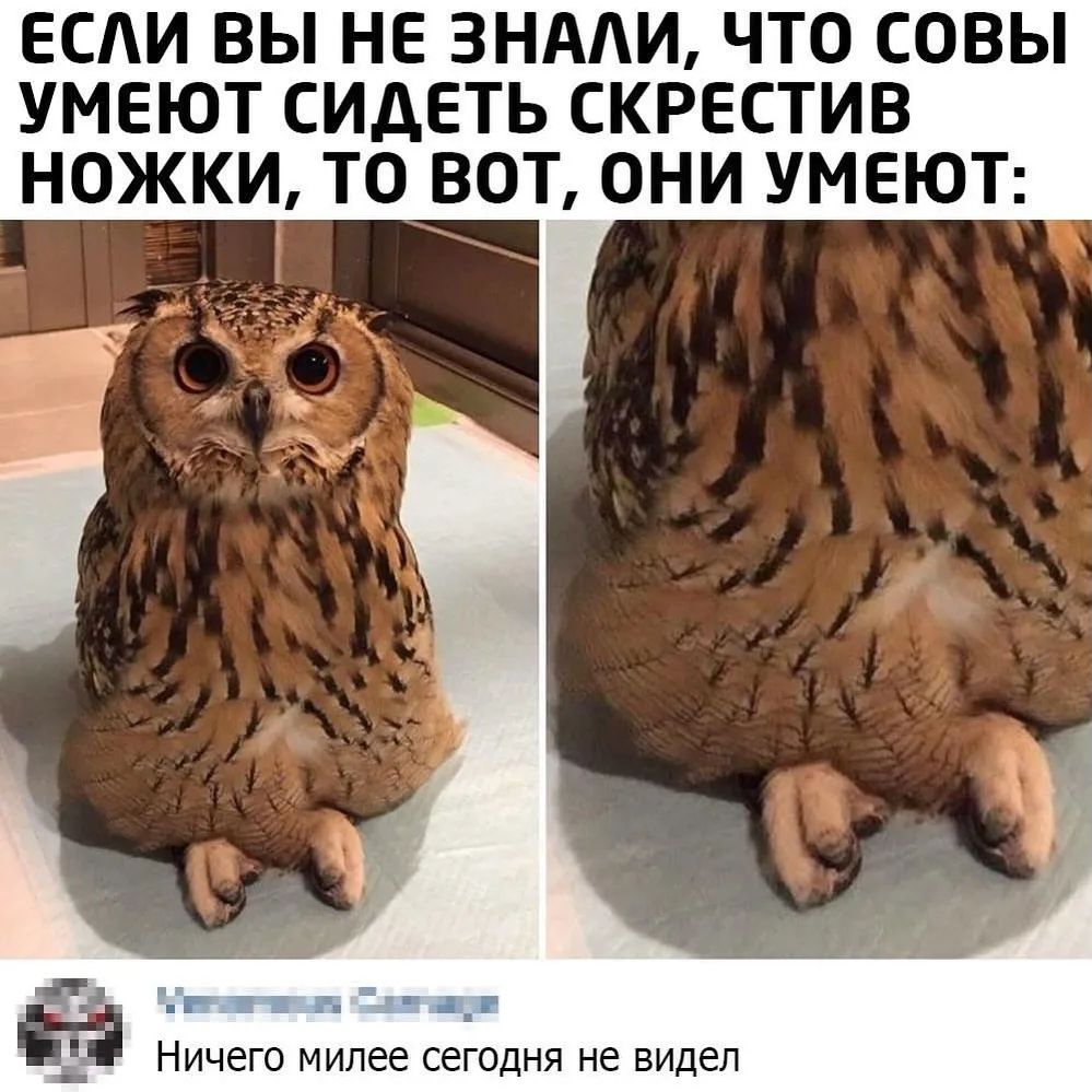 ЕСЛИ ВЫ НЕ ЗНАЛИ, ЧТО СОВЫ УМЕЮТ СИДЕТЬ СКРЕСТИВ НОЖКИ, ТО ВОТ, ОНИ УМЕЮТ: Ничего милее сегодня не видел
