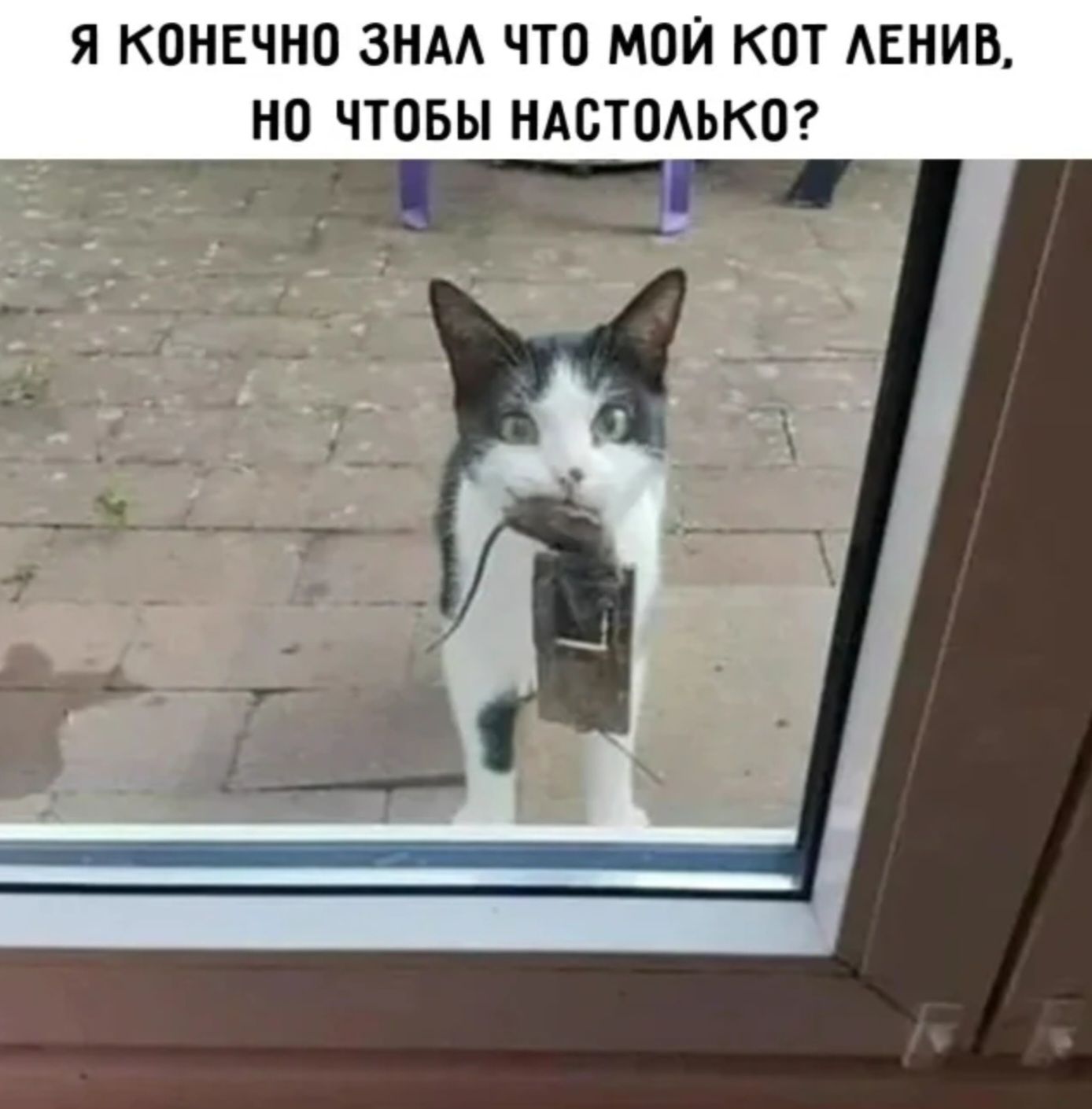 Я КОНЕЧНО ЗНАЛ ЧТО МОЙ КОТ ЛЕНИВ, НО ЧТОБЫ НАСТОЛЬКО?