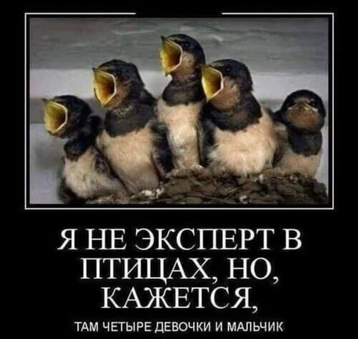 Я НЕ ЭКСПЕРТ В ПТИЦАХ, НО, КАЖЕТСЯ, ТАМ ЧЕТЫРЕ ДЕВОЧКИ И МАЛЬЧИК
