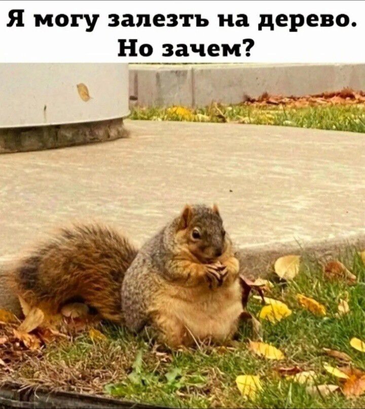 Я могу залезть на дерево. Но зачем?