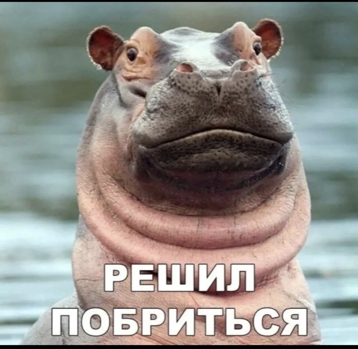 РЕШИЛ ПОБРИТЬСЯ
