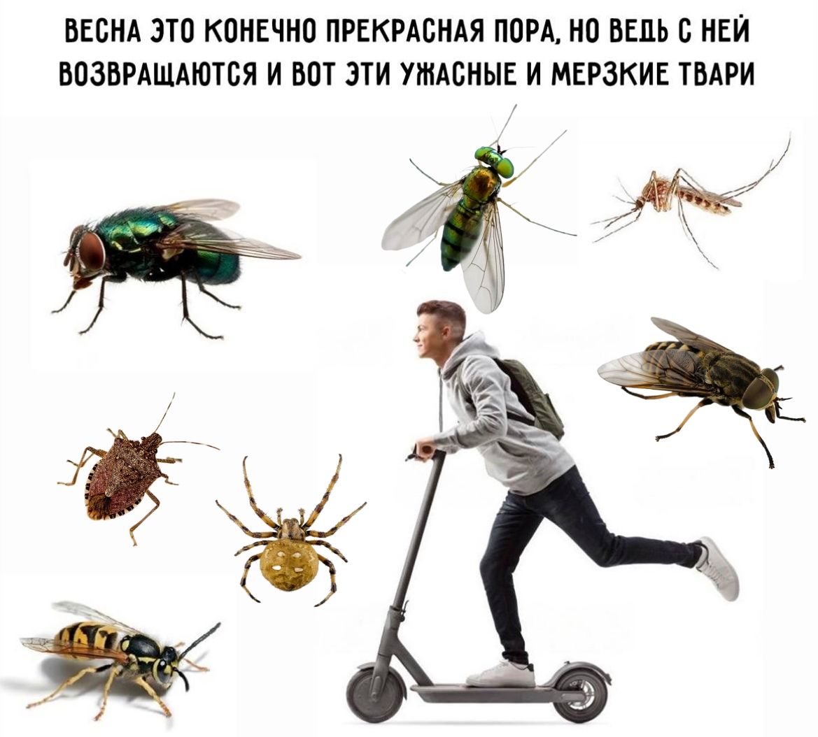 ВЕСНА ЭТО КОНЕЧНО ПРЕКРАСНАЯ ПОРА, НО ВЕДЬ С НЕЙ ВОЗВРАЩАЮТСЯ И ВОТ ЭТИ УЖАСНЫЕ И МЕРЗКИЕ ТВАРИ