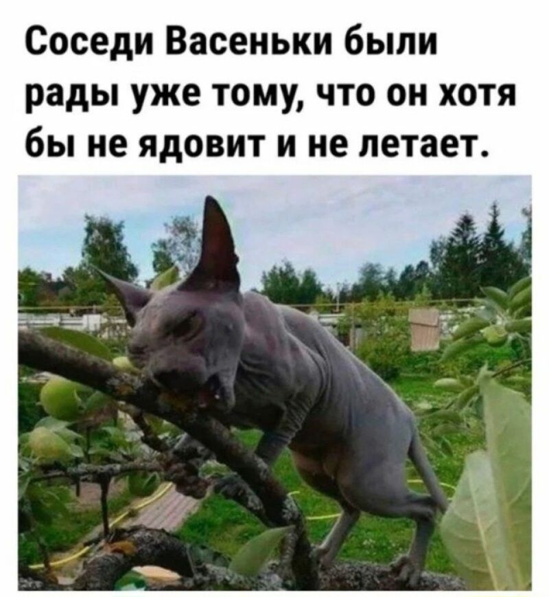 Соседи Васеньки были рады уже тому, что он хотя бы не ядовит и не летает.
