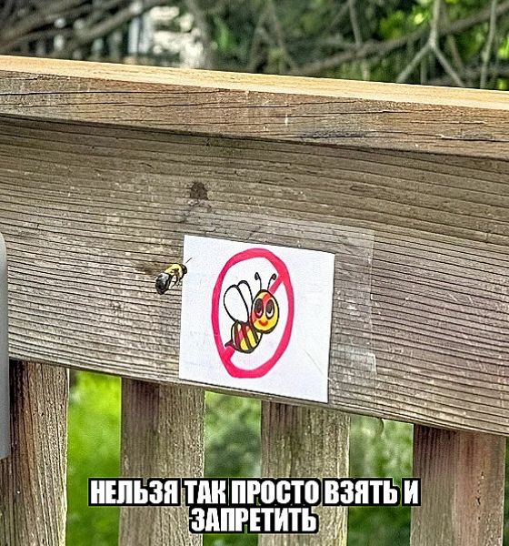 На деревянном ограждении прикреплен знак, перечеркивающий изображение пчелы, что означает запрет. Рядом с этим знаком пролетает настоящая пчела. Под изображением надпись: «НЕЛЬЗЯ ТАК ПРОСТО ВЗЯТЬ И ЗАПРЕТИТЬ».