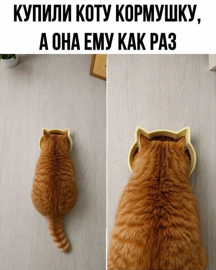 КУПИЛИ КОТУ КОРМУШКУ, А ОНА ЕМУ КАК РАЗ