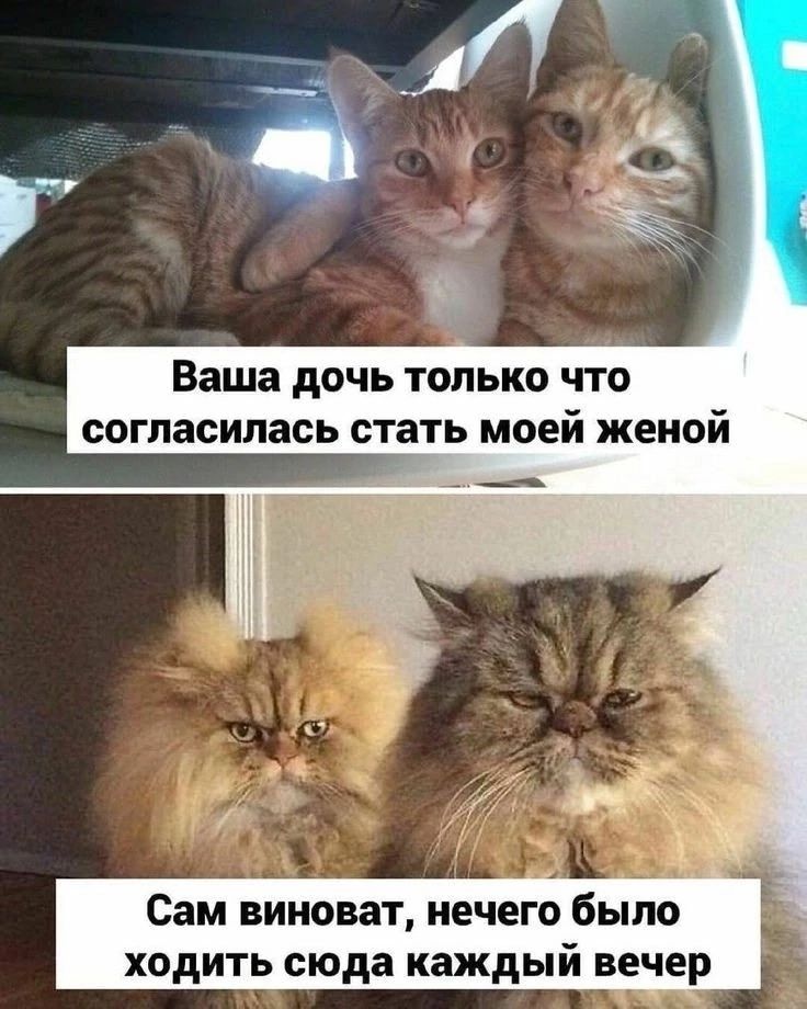 Ваша дочь только что согласилась стать моей женой. Сам виноват, нечего было ходить сюда каждый вечер