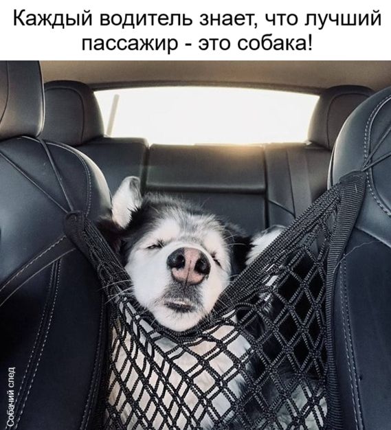 Каждый водитель знает, что лучший пассажир - это собака!
