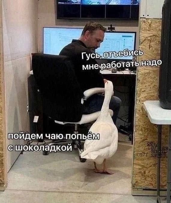 Гусь, отъебись мне работать надо, пойдем чаю попьём с шоколадкой