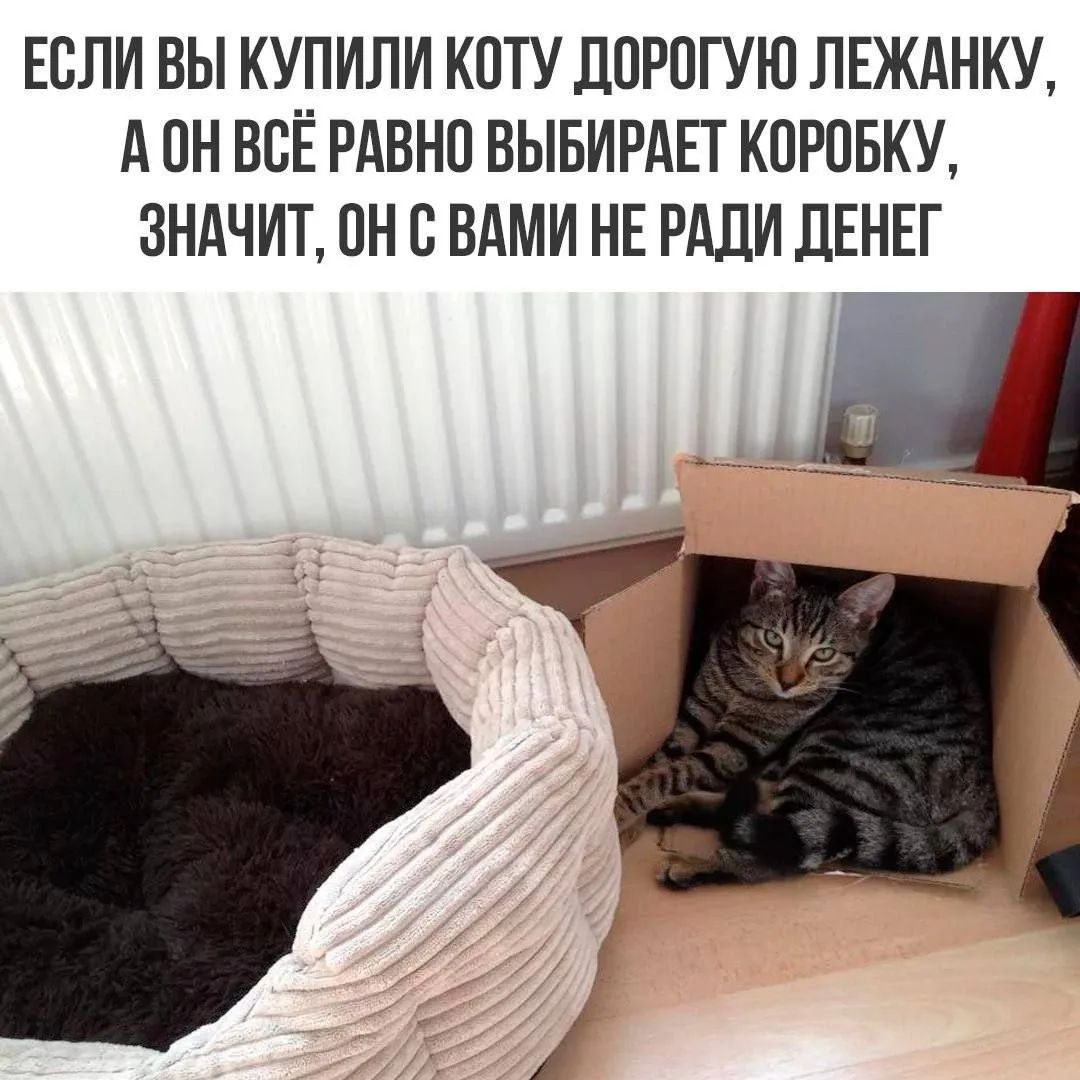 Если вы купили коту дорогую лежанку, а он всё равно выбирает коробку, значит, он с вами не ради денег