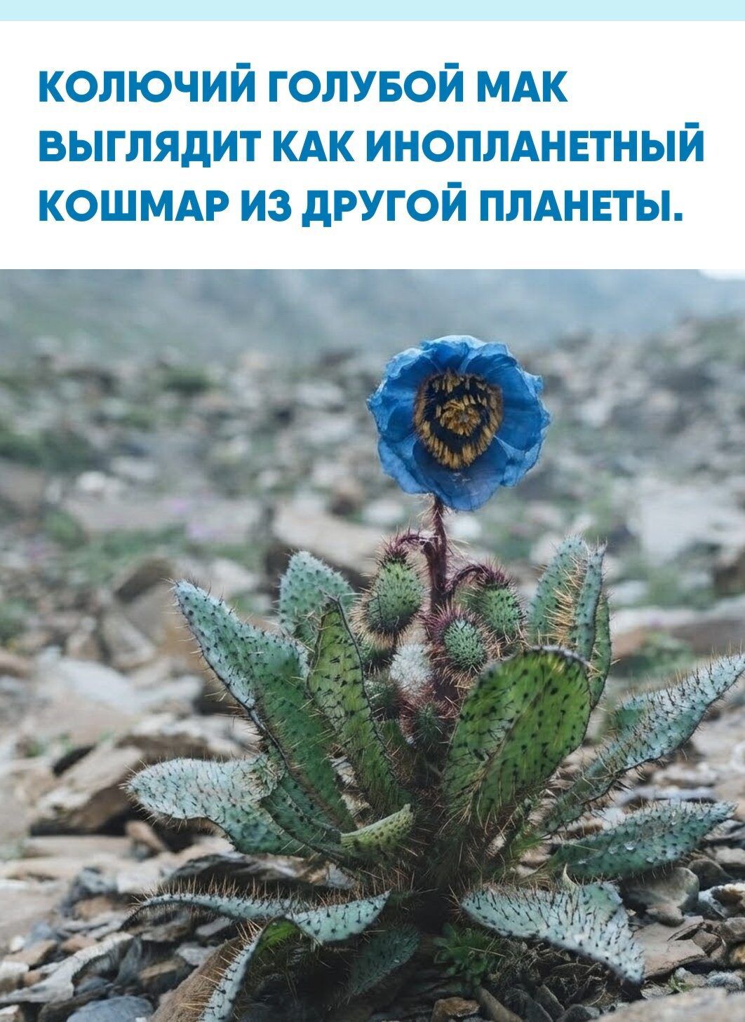 КОЛЮЧИЙ ГОЛУБОЙ МАК ВЫГЛЯДИТ КАК ИНОПЛАНЕТНЫЙ КОШМАР ИЗ ДРУГОЙ ПЛАНЕТЫ.