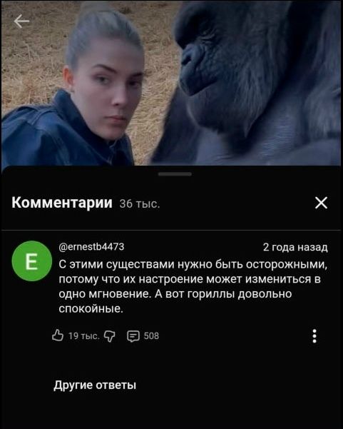 Комментарии 36 тыс. @ernestb4473 2 года назад С этими существами нужно быть осторожными, потому что их настроение может измениться в одно мгновение. А вот гориллы довольно спокойные. 19 тыс. 508 Другие ответы