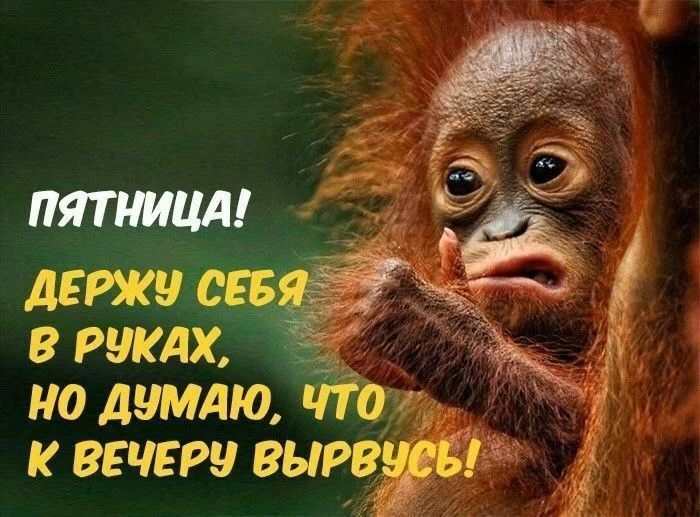 ПЯТНИЦА! ДЕРЖУ СЕБЯ В РУКАХ, НО ДУМАЮ, ЧТО К ВЕЧЕРУ ВЫРВУСЬ!