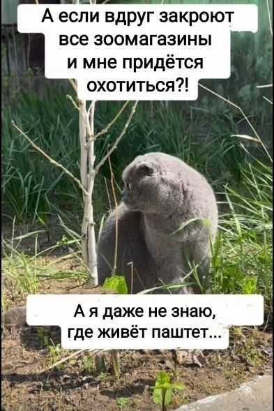 А если вдруг закроют все зоомагазины и мне придётся охотиться?! А я даже не знаю, где живёт паштет...
