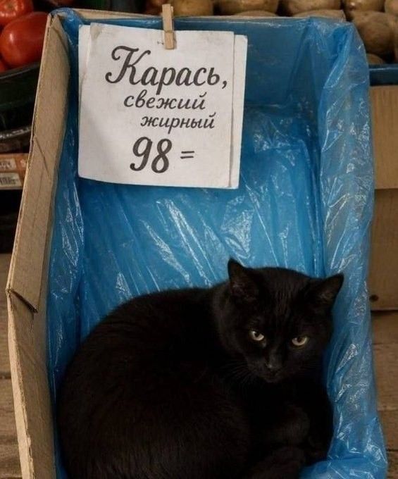 Карась, свежий жирный 98 =