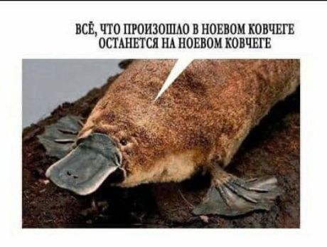 ВСЁ, ЧТО ПРОИЗОШЛО В НОЕВОМ КОВЧЕГЕ ОСТАНЕТСЯ НА НОЕВОМ КОВЧЕГЕ