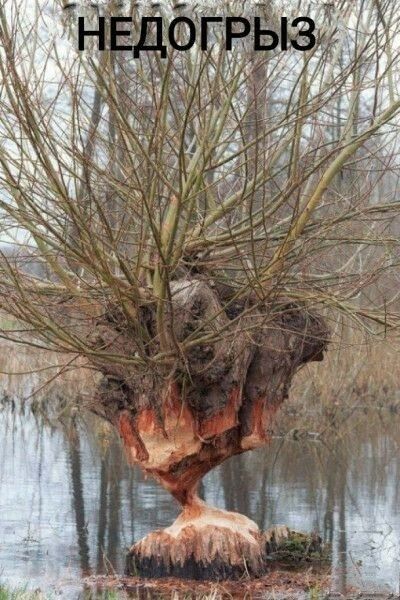 НЕДОГРЫЗ