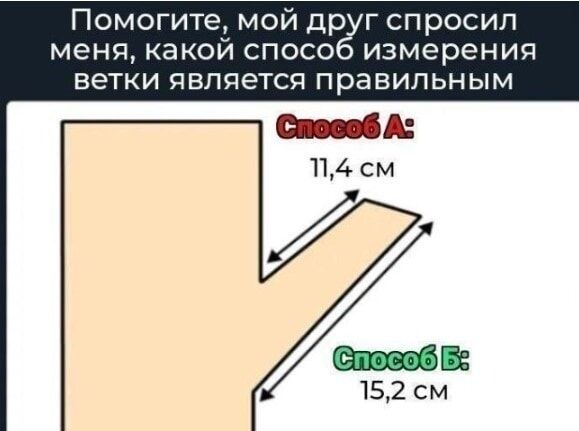 Помогите, мой друг спросил меня, какой способ измерения ветки является правильным. Способ А: 11,4 см. Способ Б: 15,2 см.