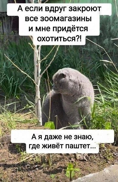 А если вдруг закроют все зоомагазины и мне придётся охотиться?! А я даже не знаю, где живёт паштет...
