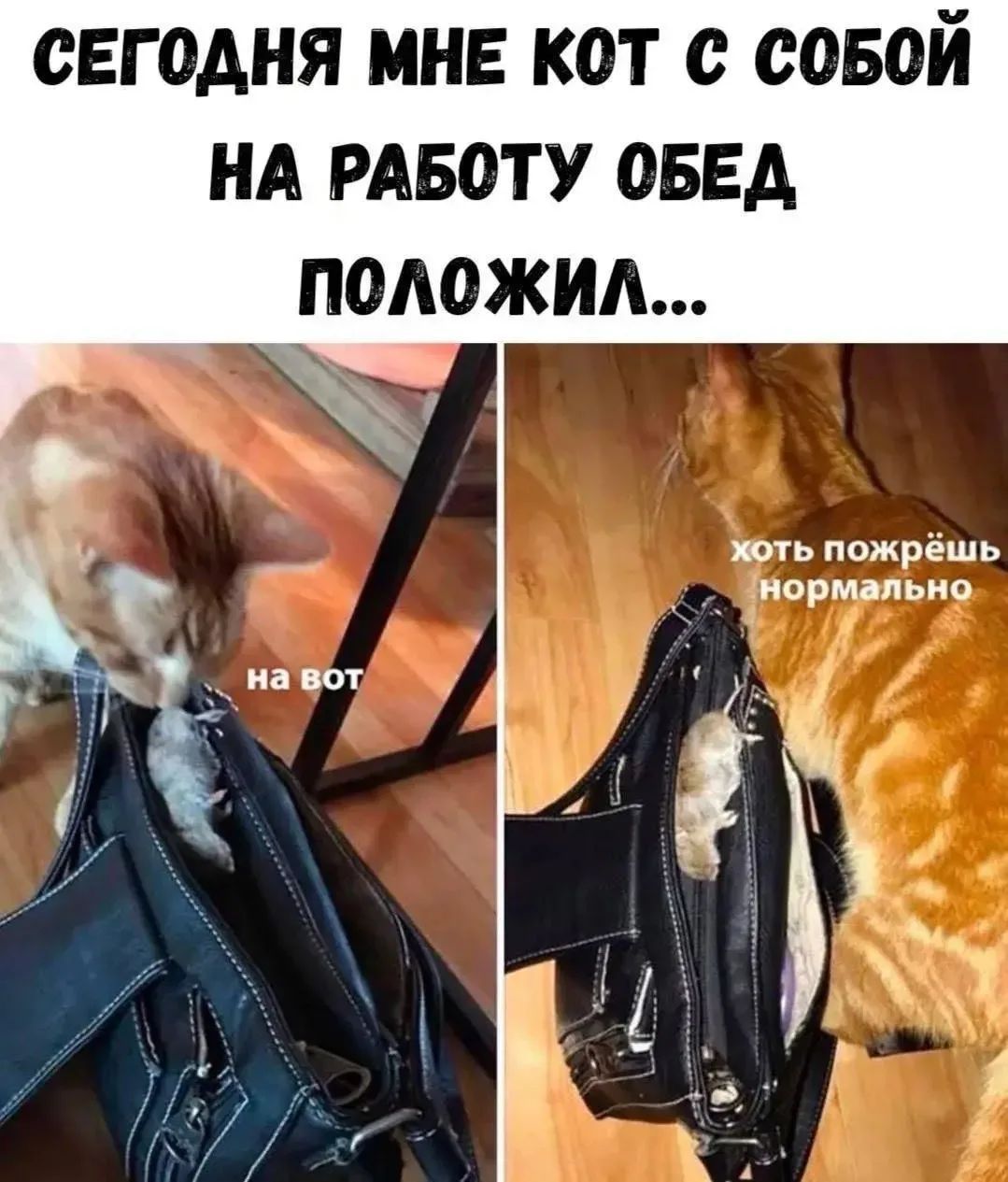 СЕГОДНЯ МНЕ КОТ С СОБОЙ НА РАБОТУ ОБЕД ПОЛОЖИЛ... на вот хоть пожрёшь нормально