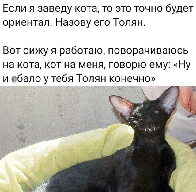 Если я заведу кота, то это точно будет ориентал. Назову его Толян. Вот сижу я работаю, поворачиваюсь на кота, кот на меня, говорю ему: «Ну и ебало у тебя Толян конечно»