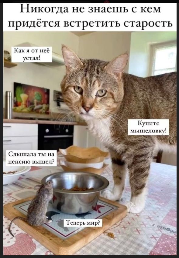 Никогда не знаешь с кем придётся встретить старость Как я от неё устал! Купите мышеловку! Слышала ты на пенсию вышел? Теперь мир?
