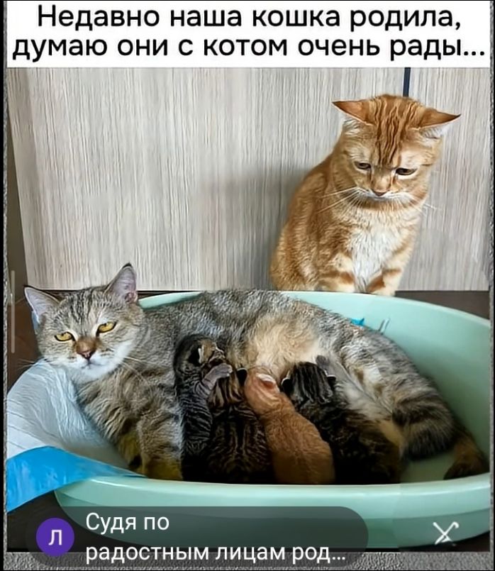 Недавно наша кошка родила, думаю они с котом очень рады... Судя по радостным лицам род...