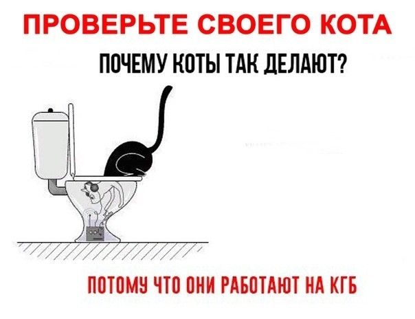 ПРОВЕРЬТЕ СВОЕГО КОТА ПОЧЕМУ КОТЫ ТАК ДЕЛАЮТ? ПОТОМУ ЧТО ОНИ РАБОТАЮТ НА КГБ