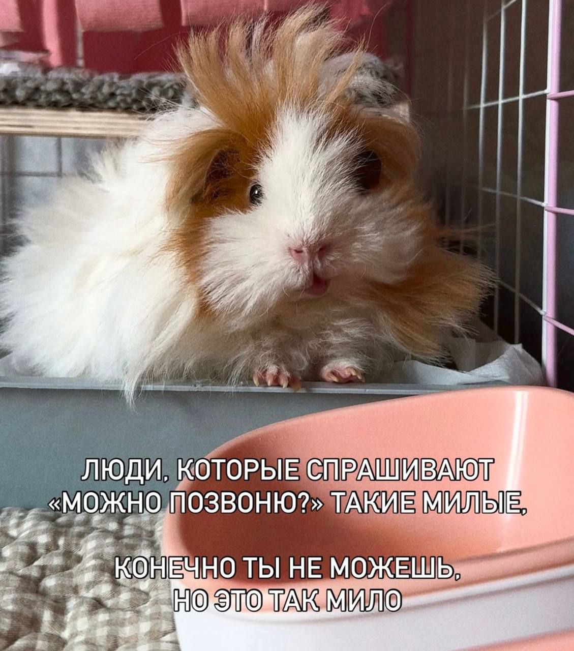 ЛЮДИ, КОТОРЫЕ СПРАШИВАЮТ «МОЖНО ПОЗВОНЮ?» ТАКИЕ МИЛЫЕ, КОНЕЧНО ТЫ НЕ МОЖЕШЬ, НО ЭТО ТАК МИЛО