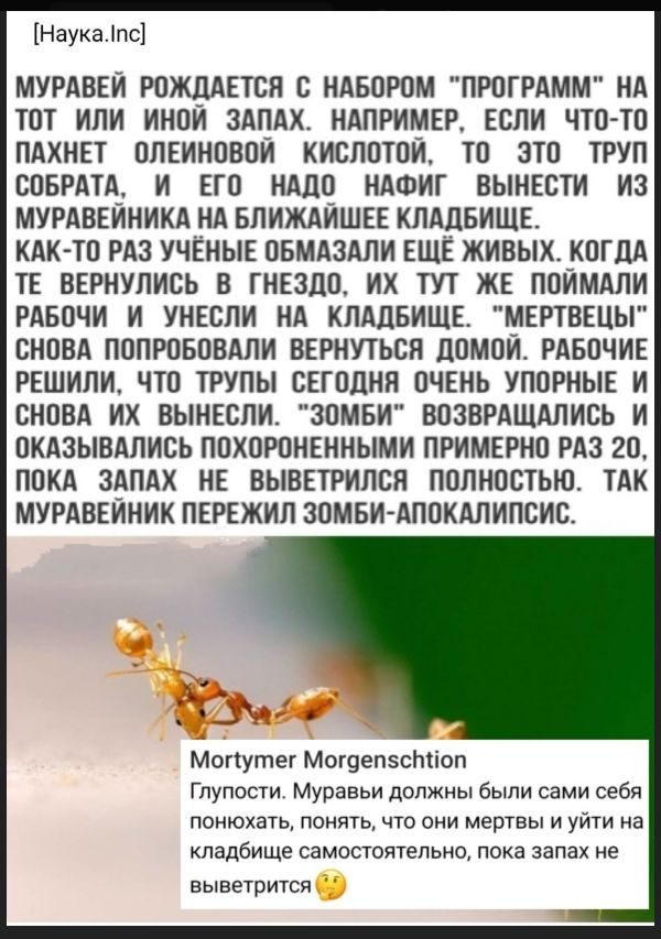 МУРАВЕЙ РОЖДАЕТСЯ С НАБОРОМ 
