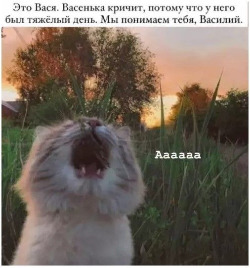 Это Вася. Васенька кричит, потому что у него был тяжёлый день. Мы понимаем тебя, Василий. Аааааа