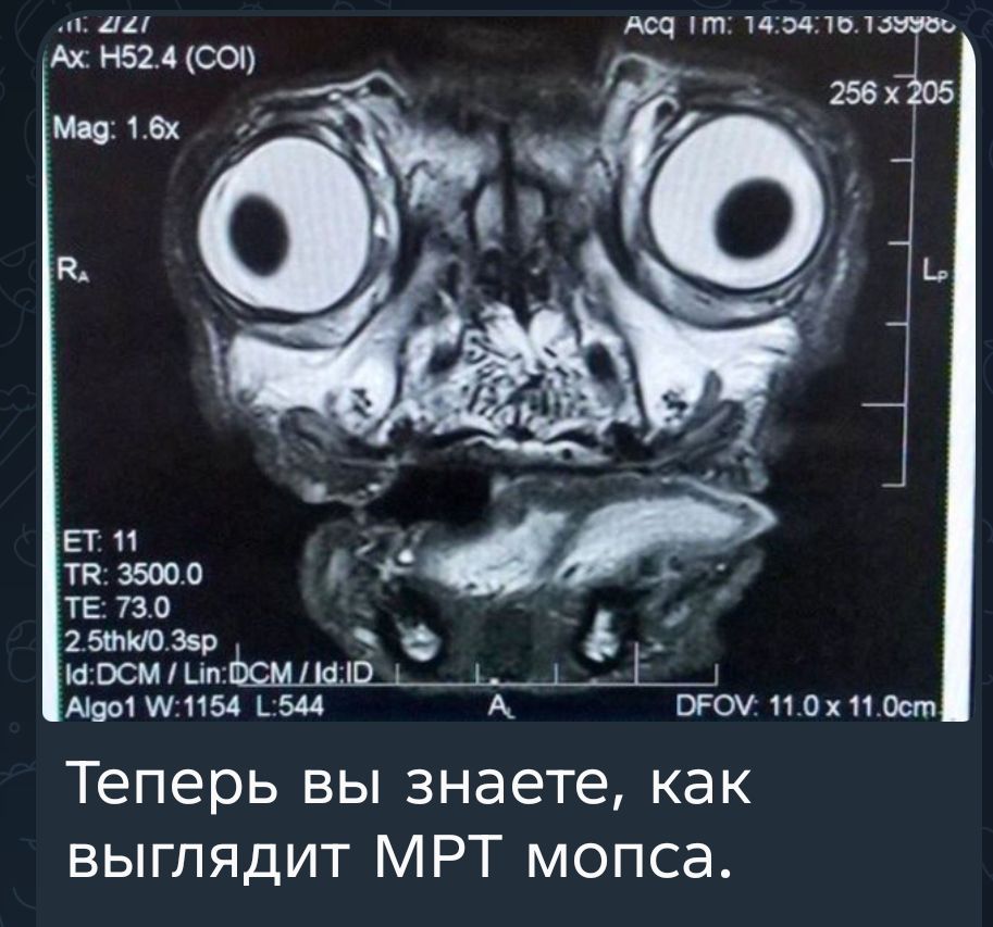 Теперь вы знаете, как выглядит МРТ мопса.
