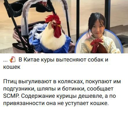 В Китае куры вытесняют собак и кошек. Птиц выгуливают в колясках, покупают им подгузники, шляпы и ботинки, сообщает SCMP. Содержание курицы дешевле, а по привязанности она не уступает кошке.