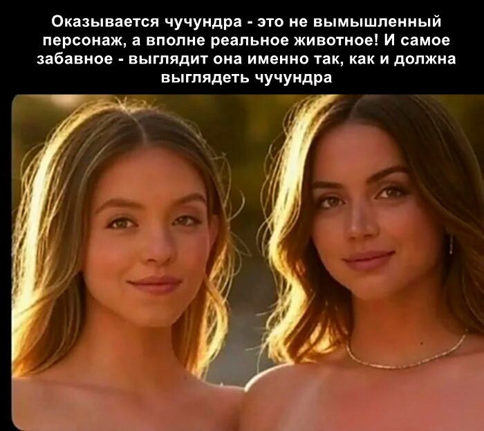 Оказывается чучундра - это не вымышленный персонаж, а вполне реальное животное! И самое забавное - выглядит она именно так, как и должна выглядеть чучундра