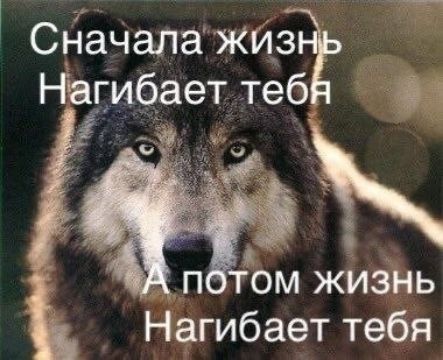 Сначала жизнь Нагибает тебя А потом жизнь Нагибает тебя