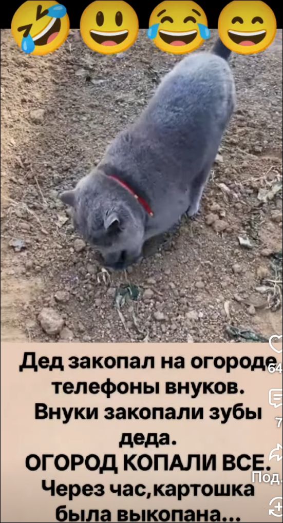 Дед закопал на огороде телефоны внуков. Внуки закопали зубы деда. ОГОРОД КОПАЛИ ВСЕ. Через час, картошка была выкопана...