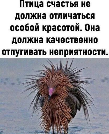 Птица счастья не должна отличаться особой красотой. Она должна качественно отпугивать неприятности.
