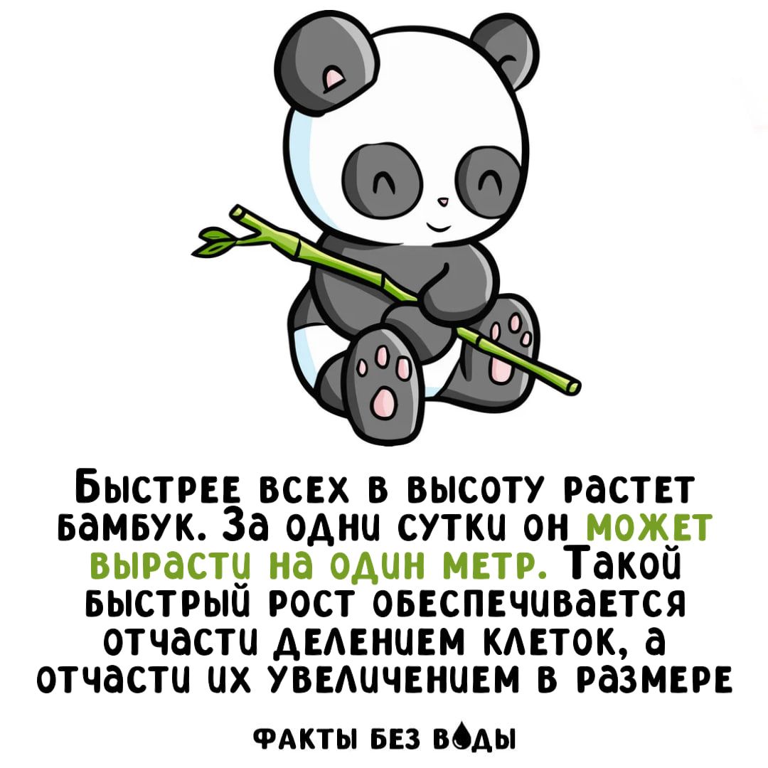 БЫСТРЕЕ ВСЕХ В ВЫСОТУ РАСТЕТ БАМБУК. ЗА ОДНИ СУТКИ ОН МОЖЕТ ВЫРАСТИ НА ОДИН МЕТР. ТАКОЙ БЫСТРЫЙ РОСТ ОБЕСПЕЧИВАЕТСЯ ОТЧАСТИ ДЕЛЕНИЕМ КЛЕТОК, А ОТЧАСТИ ИХ УВЕЛИЧЕНИЕМ В РАЗМЕРЕ. ФАКТЫ БЕЗ ВОДЫ