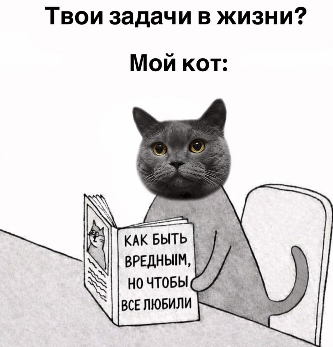 Твои задачи в жизни? Мой кот: Как быть вредным, но чтобы все любили