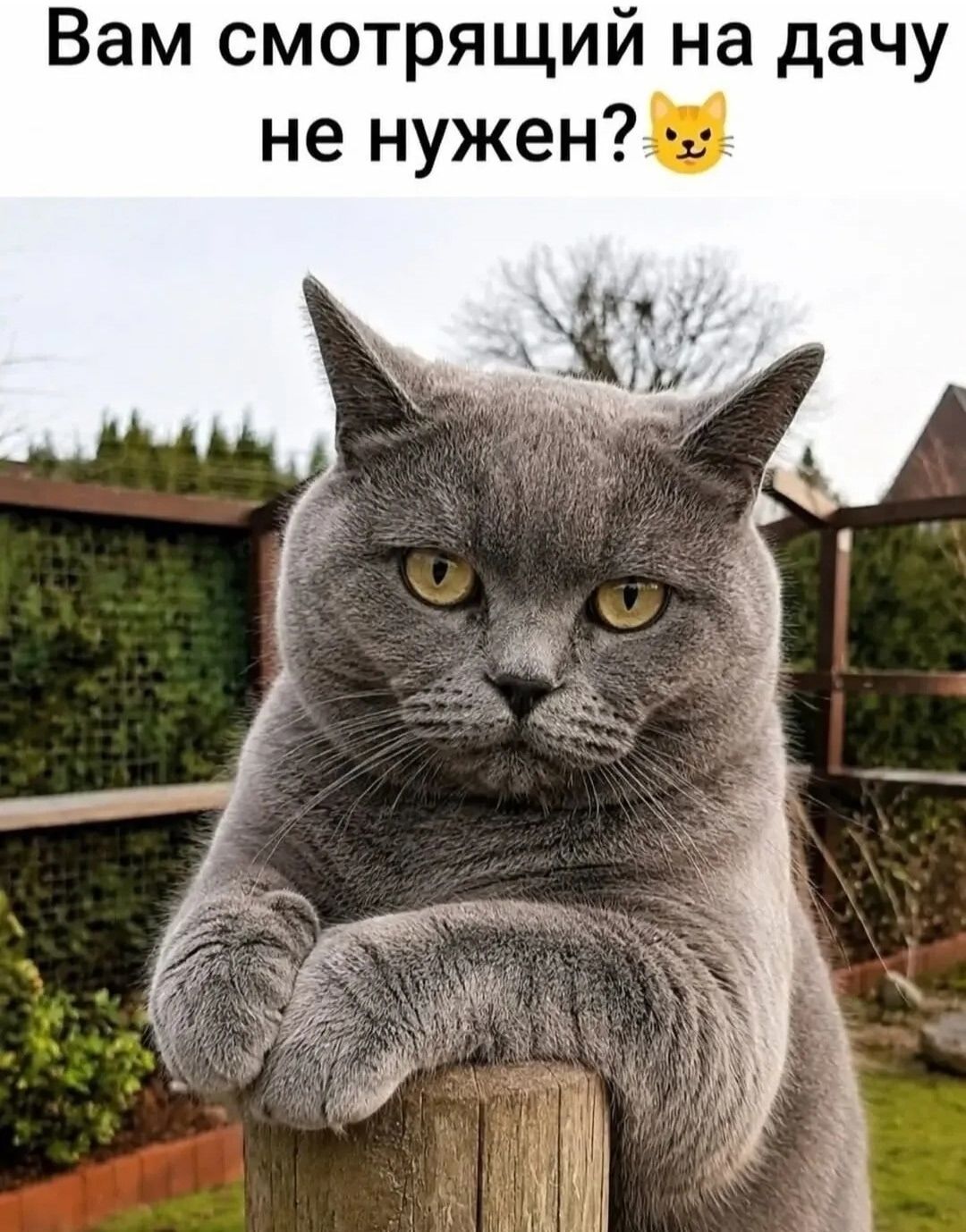 Вам смотрящий на дачу не нужен? 😼