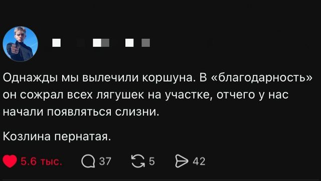 Однажды мы вылечили коршуна. В «благодарность» он сожрал всех лягушек на участке, отчего у нас начали появляться слизни. Козлина пернатая.