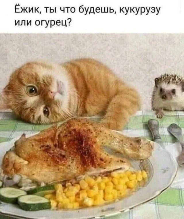 Ёжик, ты что будешь, кукурузу или огурец?