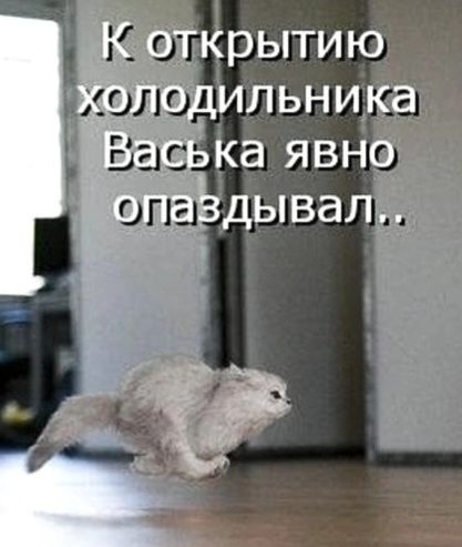 К открытию холодильника Васька явно опаздывал..