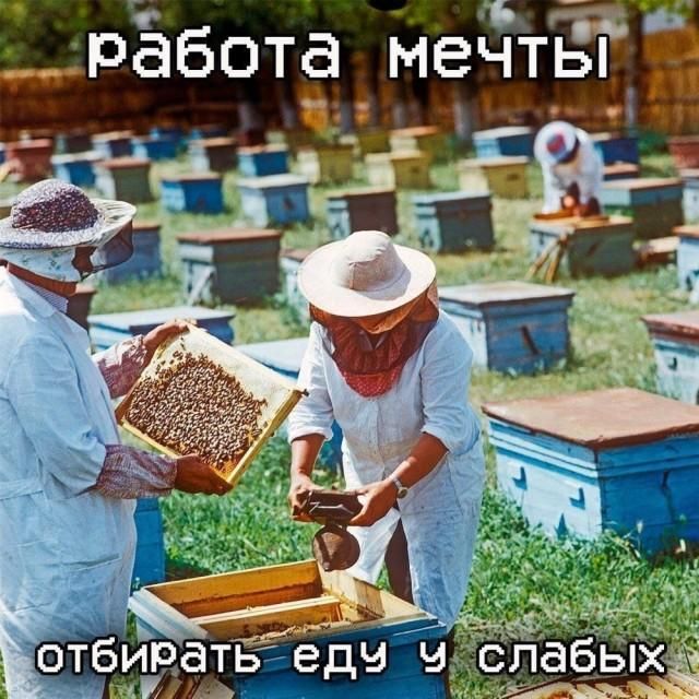работа мечты отбирать еду у слабых