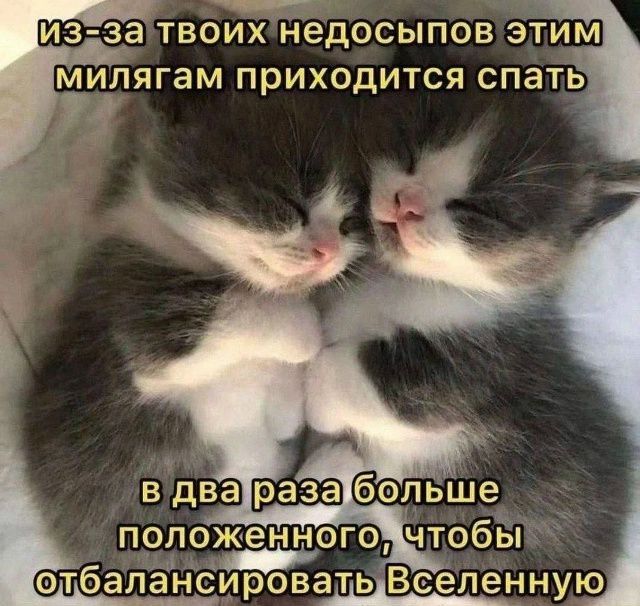 из-за твоих недосыпов этим милягам приходится спать в два раза больше положенного, чтобы отбалансировать Вселенную