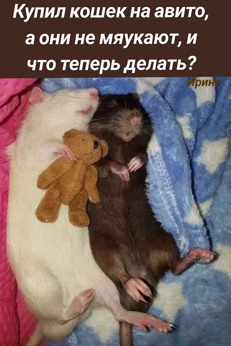 Купил кошек на авито, а они не мяукают, и что теперь делать?