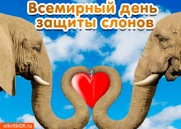 Всемирный день защиты слонов