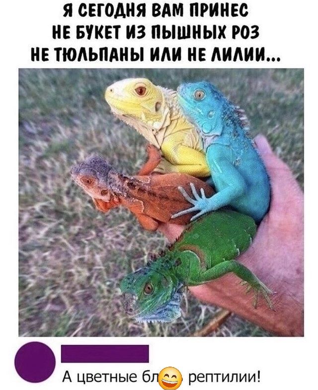 Я СЕГОДНЯ ВАМ ПРИНЕС НЕ БУКЕТ ИЗ ПЫШНЫХ РОЗ НЕ ТЮЛЬПАНЫ ИЛИ НЕ ЛИЛИИ... А цветные бл😊 рептилии!