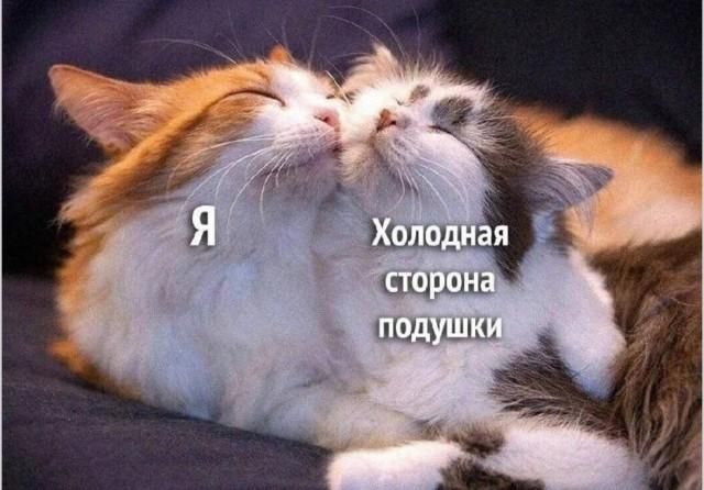 Я и Холодная сторона подушки