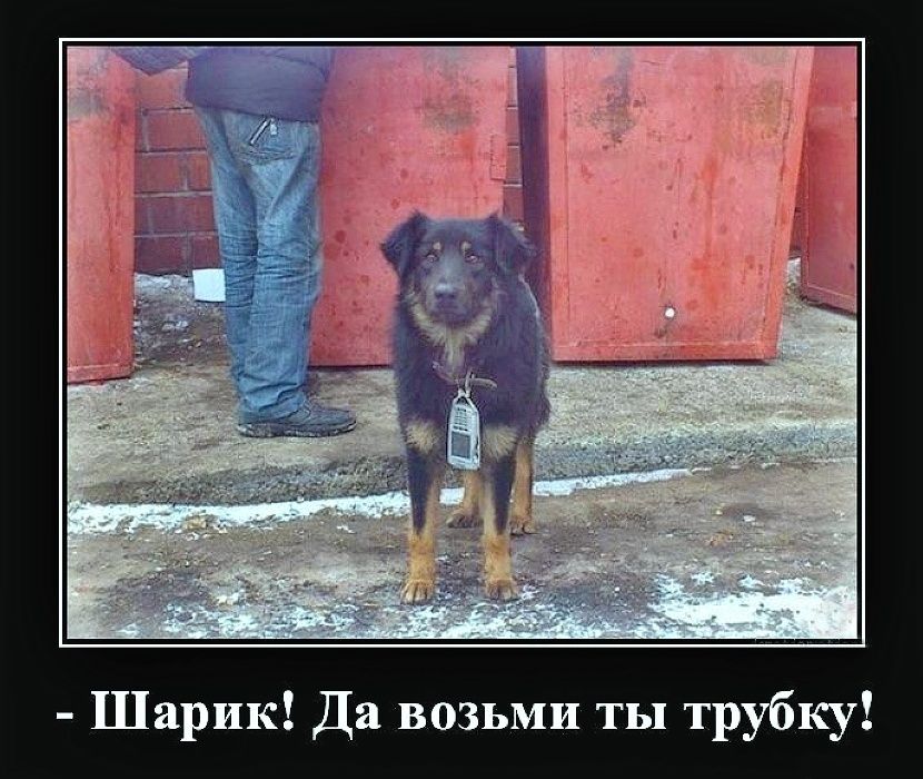 Шарик! Да возьми ты трубку!