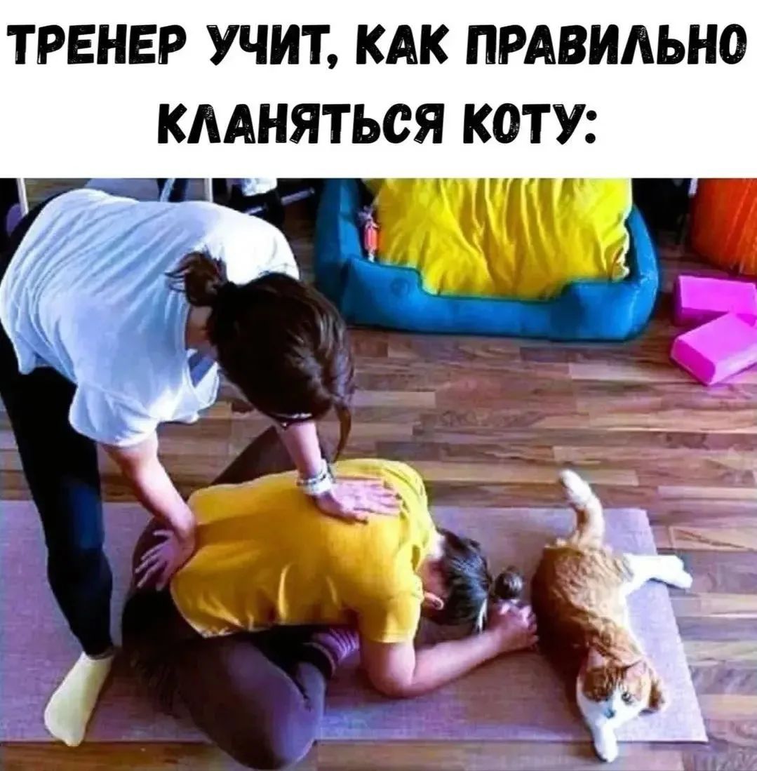 ТРЕНЕР УЧИТ, КАК ПРАВИЛЬНО КЛАНЯТЬСЯ КОТУ: